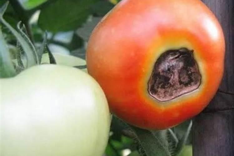 番茄缺钙的主要症状是什么？怎样防治？