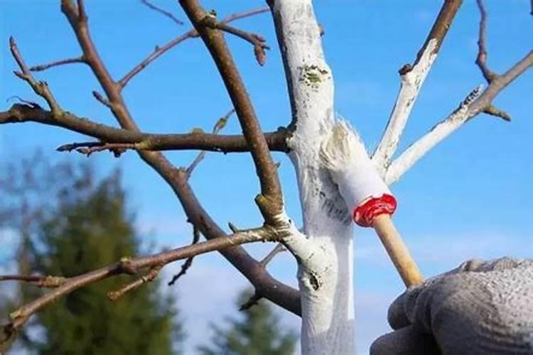 草木灰如何给果树施肥