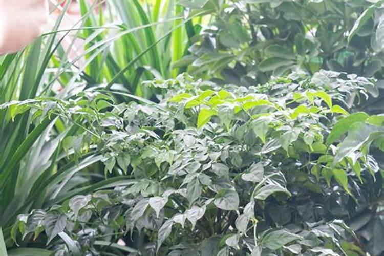 苹果树在花期能喷硼肥吗？