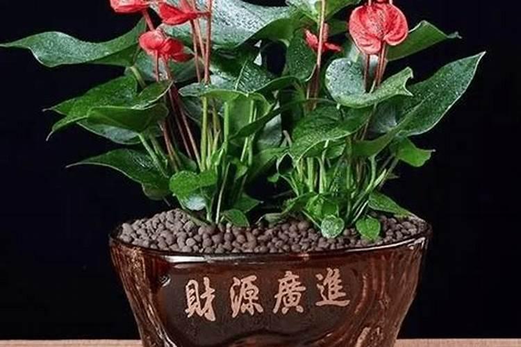红掌施什么肥好