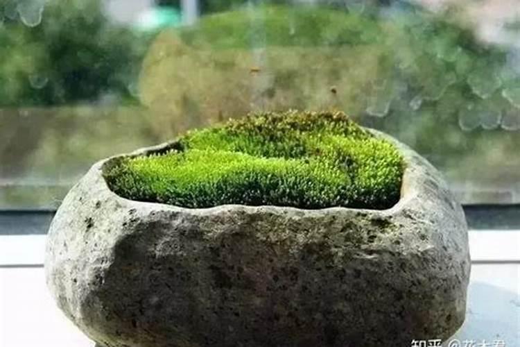 若梨木虱的黑液沾到了梨子上,有什么途径能去掉梨子的黑色？