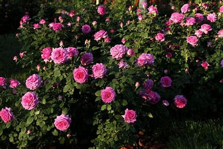 月季花用什么肥比较好