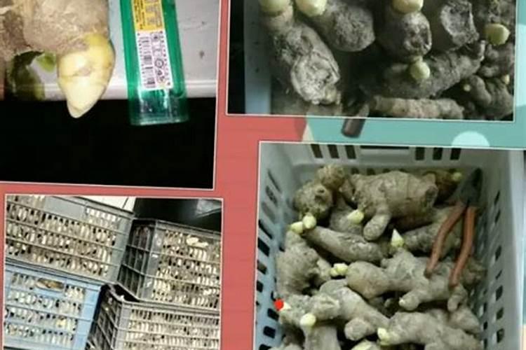 生姜喷施磷酸二氢钾的作用