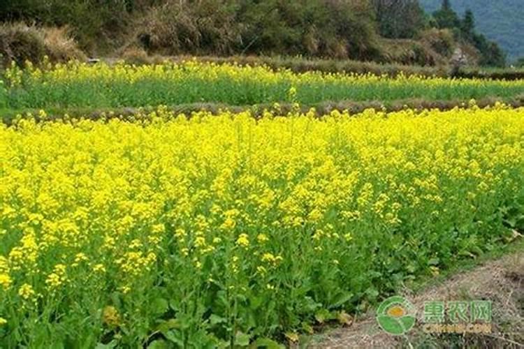 浙江巨龙肥业有限公司好不好