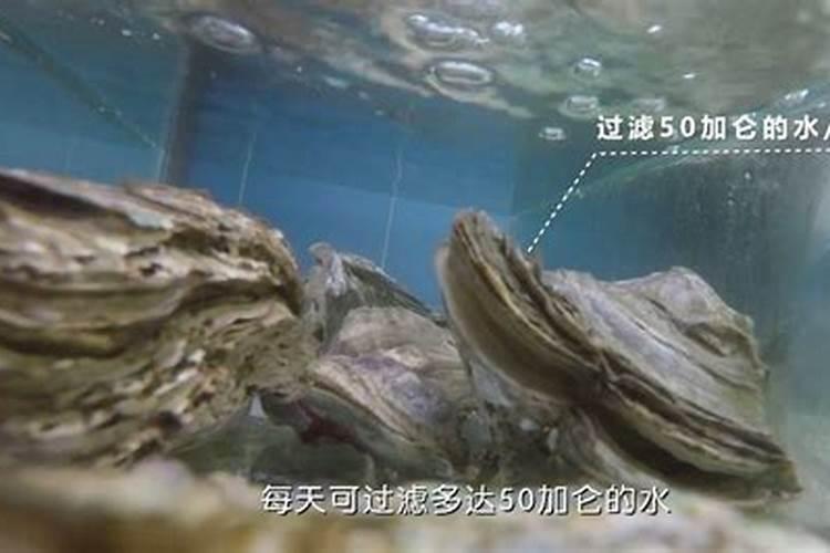 金乔麦的功效与作用,黄金荞麦茶有什么功效