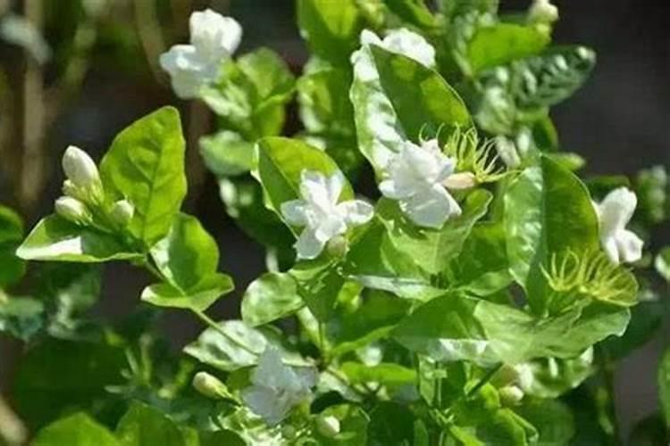 法国香水茉莉的施肥方法