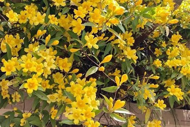 法国香水茉莉一年开几次花 开花时间什么时候
