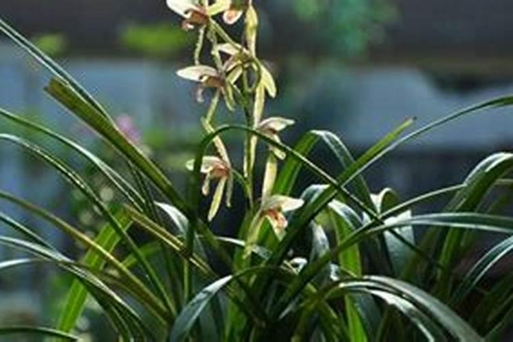 过期绿豆能不能做花肥