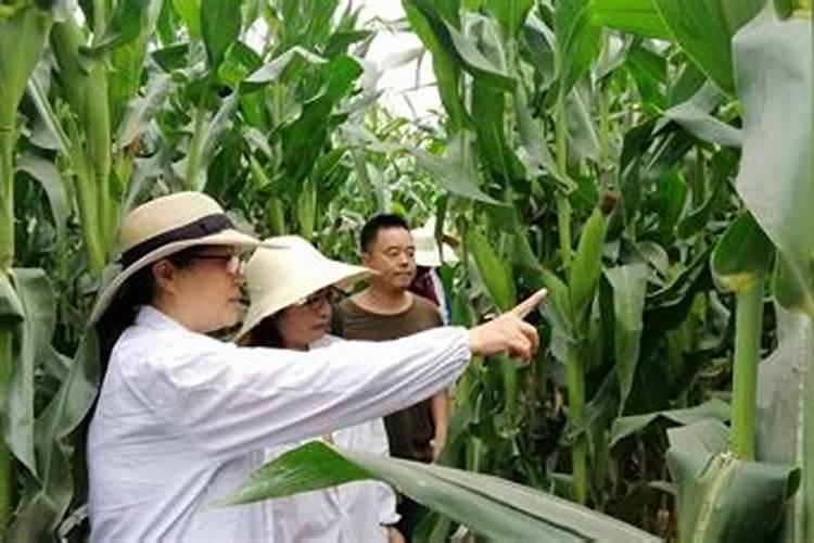 玉米打叶面肥最晚不能打了？