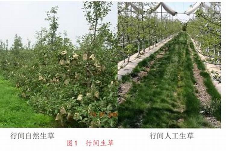 果树施肥方法和注意事项是什么 果树施肥方法和注意事项