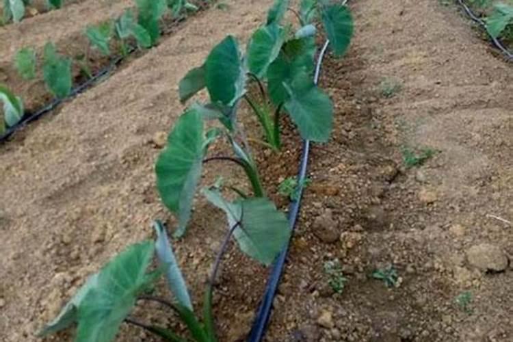 谁知道荔浦芋头什么时候成熟？