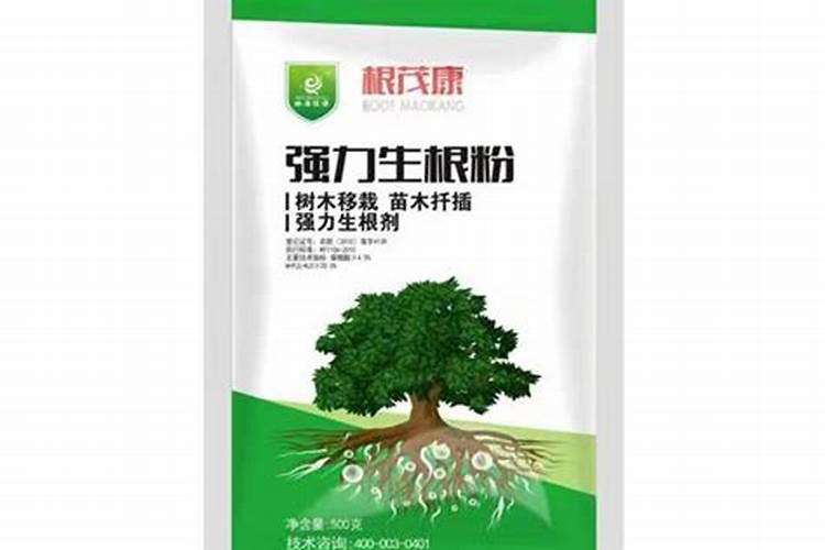 桑树叶子现在吃对人体有好处吗
