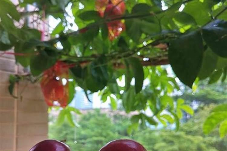 果树花期补硼、花后补钙,补错了果子当然长不好