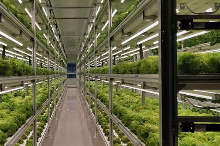 排名前十的水溶肥品牌