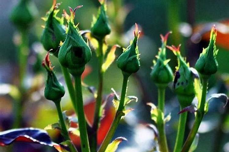 茶梅有花苞了能喷叶面肥吗