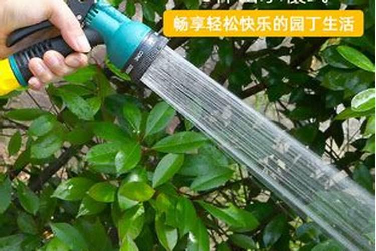北方盆栽桔子树怎么养