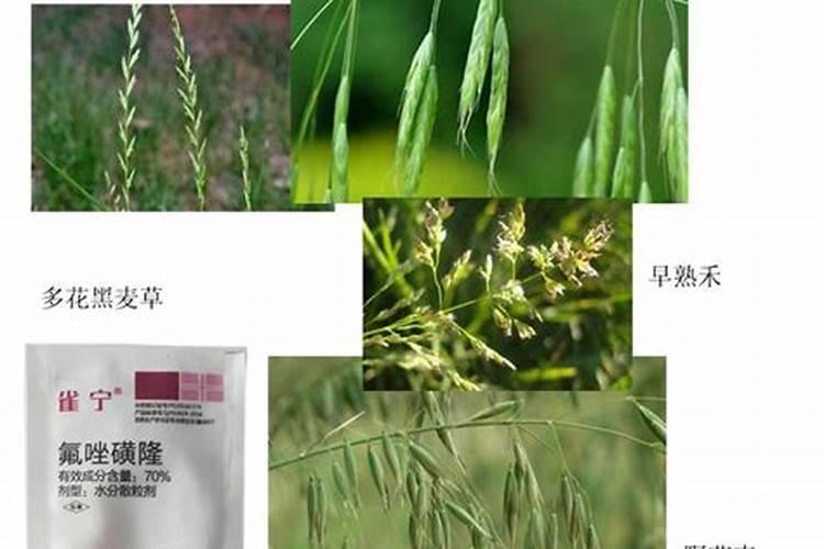 怎样补救小麦田除草剂药害？