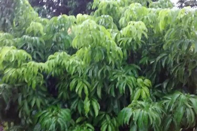 茶花树施什么肥好