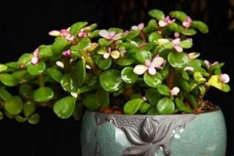 棉花后期需要什么肥料