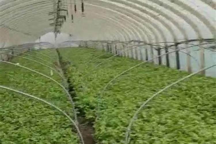 磷酸二氢钾怎么在蔬菜上使用
