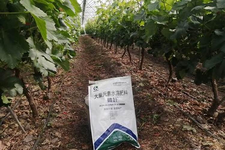 请问专家,茴香苗追了两次肥怎么总是发黄不发黑,该怎样解决