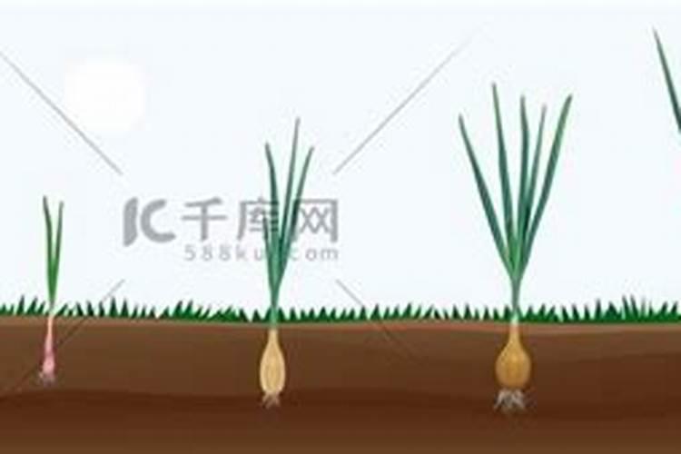 种植大葱什么时候施肥效果好？大葱在什么时期就要施肥呢？