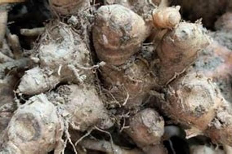 西葫芦如何种植才能高产？如何进行有效管理呢？
