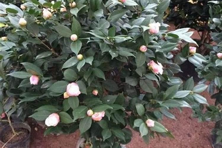 茶花树施什么肥料最好