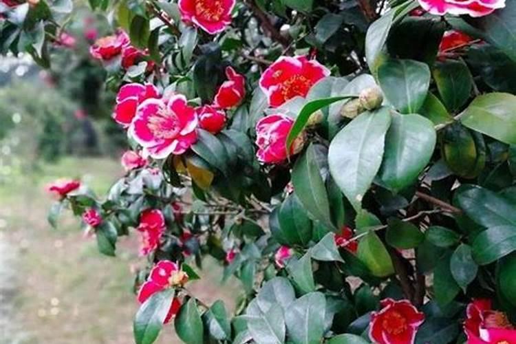 月季、玫瑰、茶花、桂花用哪种液肥比较合适？