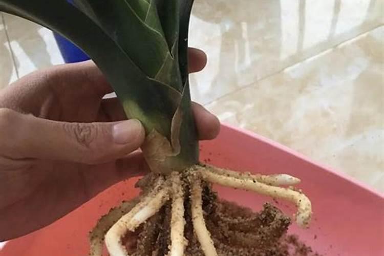 番茄苗叶子发黄是什么原因