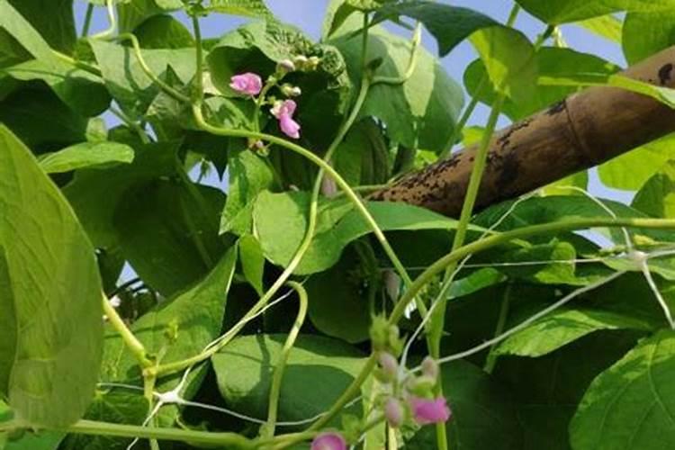 菜豆施肥用什么肥料