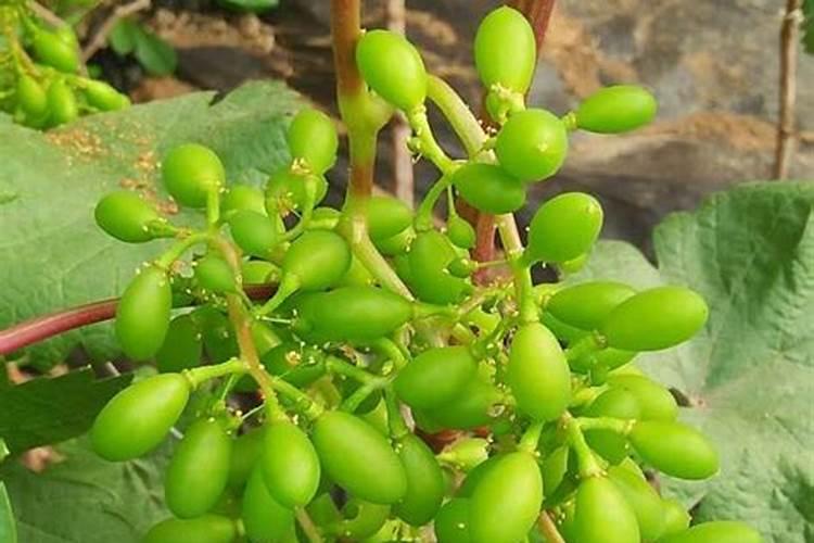 草莓苗种植多久能施肥 草莓苗什么时候施肥