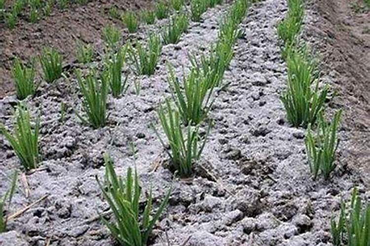 种地为什么撒草木灰 生姜种植怎么施草木灰