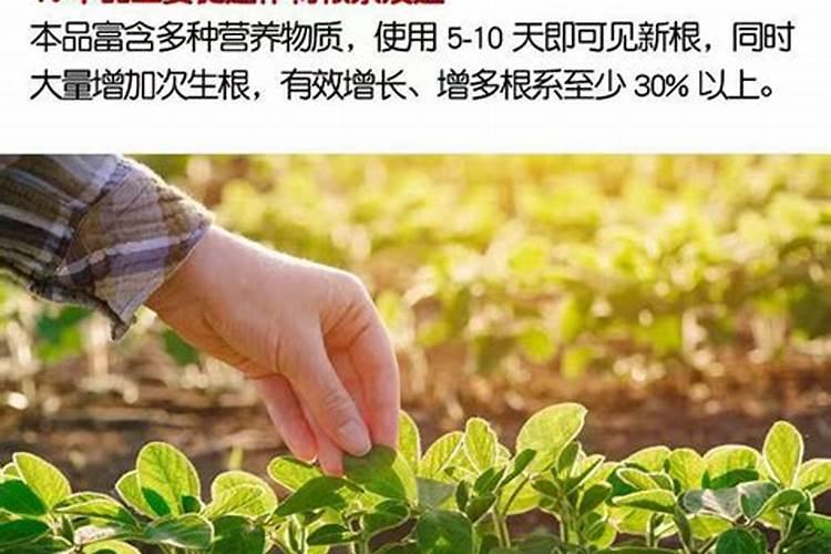 在家怎么自酿白酒