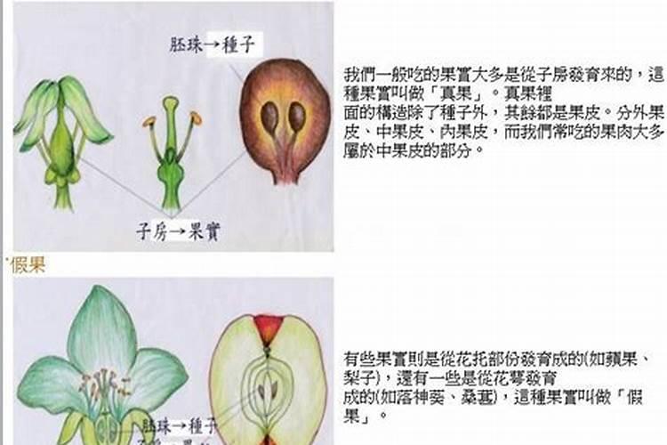 桃子裂果的原因及预防措施是什么