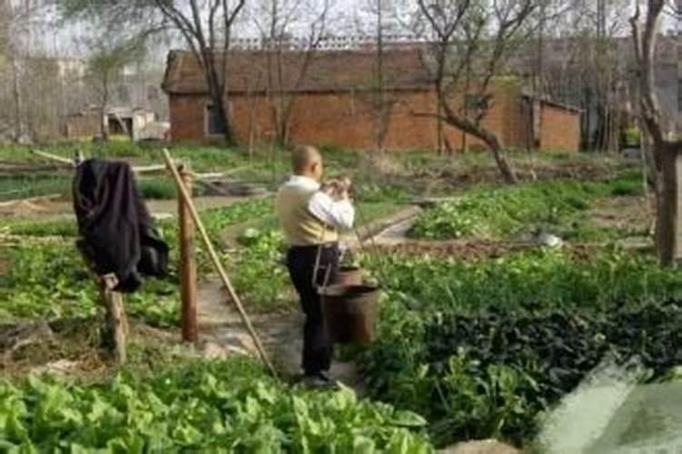 黄瓜定植后促生根方法