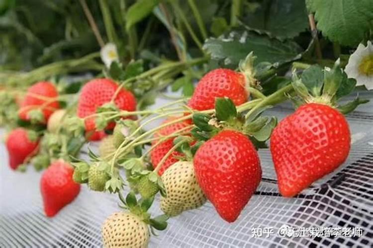 怎么让草莓的果实膨大？想要草莓高产应该怎么做？