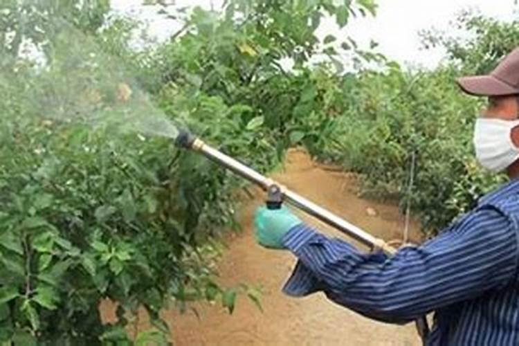 番茄缺钾症状有哪些