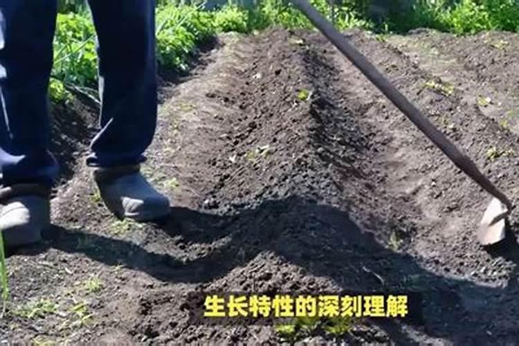 花菜是怎样种植的？什么时间种植？