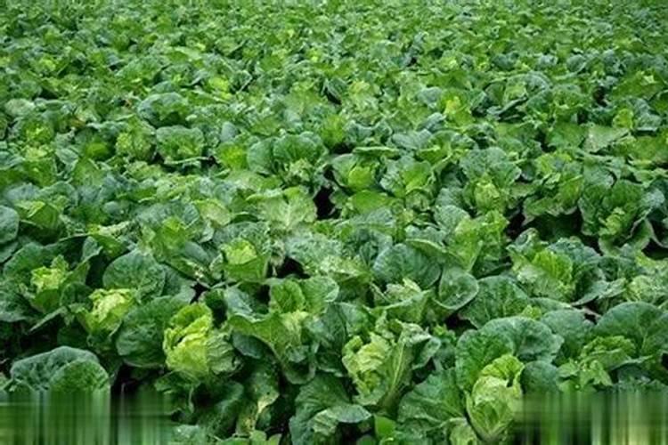 叶面肥施用过程中需要注意哪些技术要点