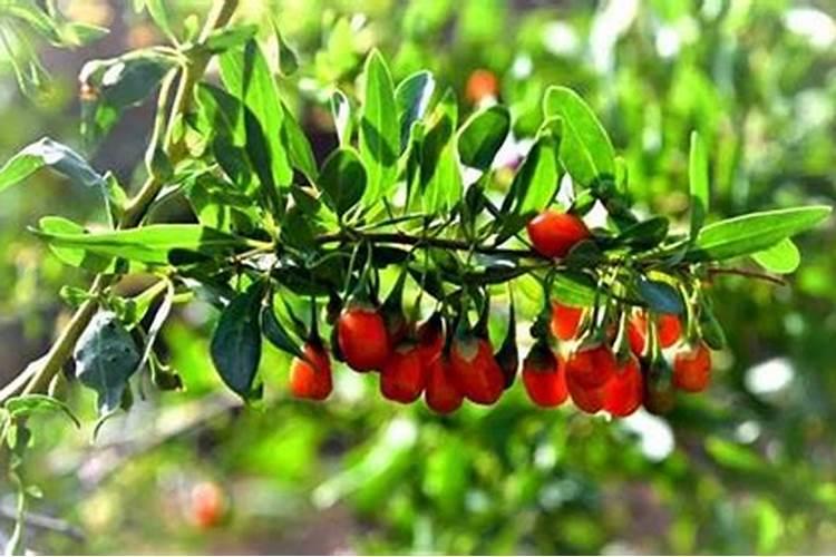 磷酸二氢钾能不能代替水溶肥用于苹果滴灌施肥？