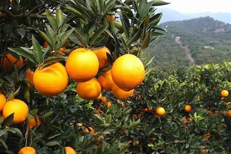 新栽兰花叶面可以喷水吗