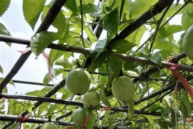 播种小麦肥料是一起播好还是撒在地里好
