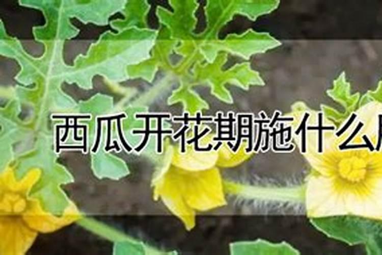 西瓜苗施加何种叶面肥较为理想