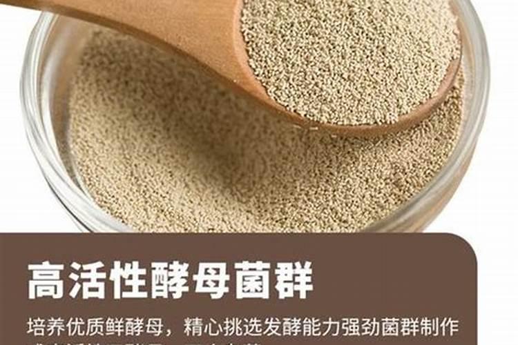 大球盖菇的菌种制作