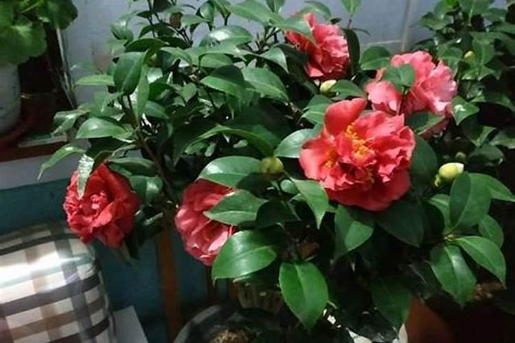 茶花的开花时间