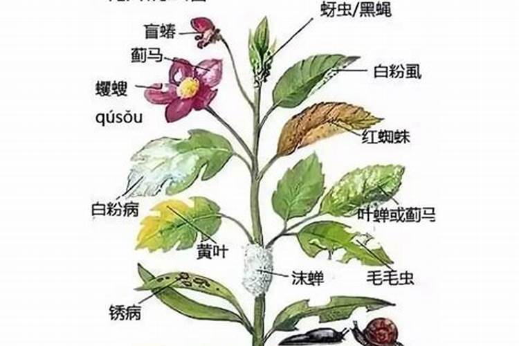 生物动力肥是指什么肥料
