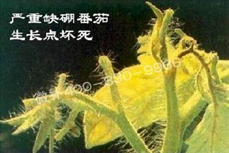 染布详细资料大全