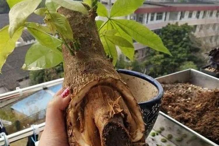 发财树这样了还有救吗？