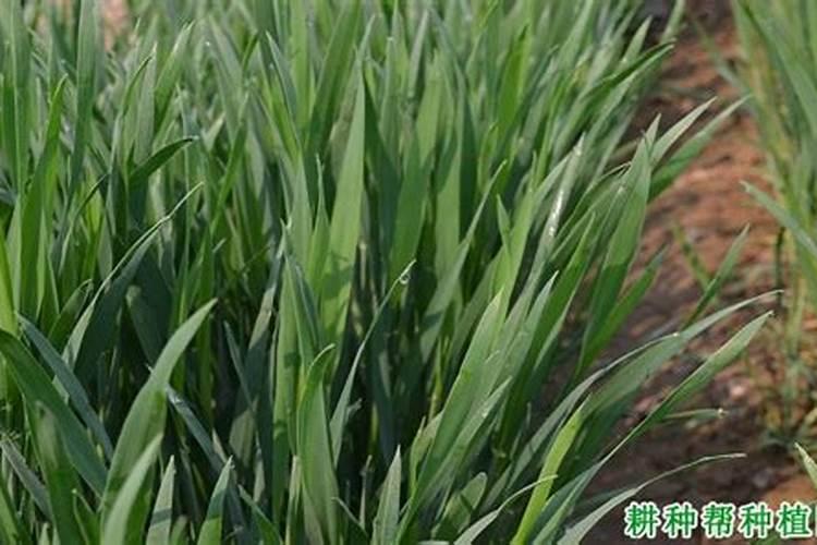 钼肥和硼肥可以一起用吗 注意事项有哪些